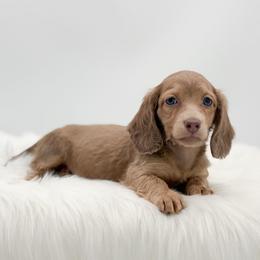Tawnie - Cream female Dachshund puppy in Litchfield, Illinois from Charmm Dachshunds