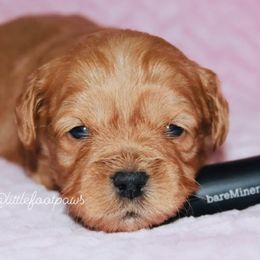 Capricorn - Red Shihpoo puppy in Humble, Texas from 🧸 Bear Paws: Poodle & Designer Toy Breed 🐩