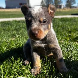 Cedar - Blue male Australian Cattle Dog puppy in Atwood, Kansas from Grit ‘n’ Grace Ranch