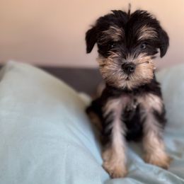Billie - Black and silver female Miniature Schnauzer puppy in La Mirada, California from SchnauzersRus