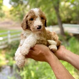 Yankees - Red male Bernedoodle puppy in Thatcher, New Mexico from Brush Fire Doodles