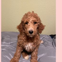 Dill pickle - Poodle puppy from Ransone’s Ridge Runners Poodles and Doodles
