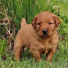 Golden Retriever Puppies from Carolina's Goldcountry  Kennel