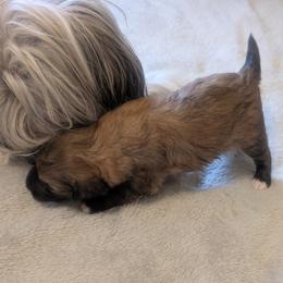 DaoDog Quark Charm - Palomino male Chinese Crested puppy in Highland Park, Michigan from Family Kennel Dao Dog