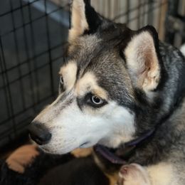Remi - Siberian Husky