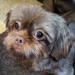 Winston - Shih Tzu