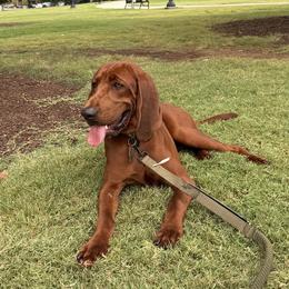 Bama - Redbone Coonhound