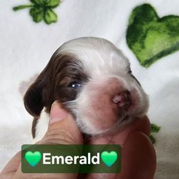 AKC Emerald - Brown roan female Cocker Spaniel puppy in Morristown, Tennessee from Down in the Holler