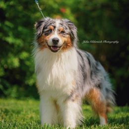 Australian Shepherd All Grown Up from Calinora Australian Shepherds