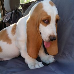 Basset Hounds from Basset Queen