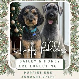 Schnoodle puppies from Bentley's Beloved Paws