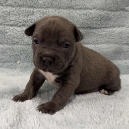 Boy 4 - male American Pit Bull Terrier puppy in Nine Mile Falls, Washington from Bartin Kennels