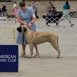Mastiff All Grown Up from Trindade Mastiffs
