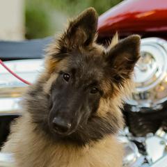 Dyna  - Belgian Tervuren