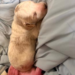 Tommy Pickles - Blenheim male Cavapoo puppy in Salem, Oregon from Oregon Poodle Oodle Doodles