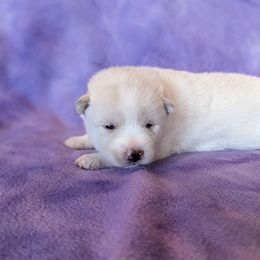 Pomsky Puppies from Valparaiso Pomskys