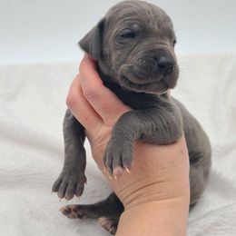 Violet - Blue female Great Dane puppy in Kannapolis, North Carolina from Carolina Great Danes & Toy Poodles
