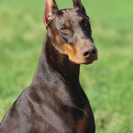 Doberman Pinschers from Hierarch Dobermans