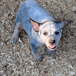 Girl 3 - Blue mottled female Australian Cattle Dog puppy in Choctaw, Oklahoma from Karen Elliott