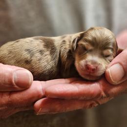 Chocolate dapple male 2 - Dapple male Dachshund puppy in Trade, Tennessee from TN Miniature Dachshunds & Basset Hounds