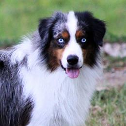 Buzz - Miniature American Shepherd