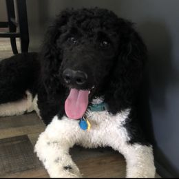 Goldendoodle All Grown Up from Doodles by Piper