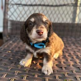 Aston - Chocolate and cream male Dachshund puppy in Stilwell, Oklahoma from Mountain Top Dachshunds
