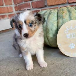 SOPHIE - female Sporty Mix puppy in Livonia, Michigan from M7’s Shelties, Toonies & AussieDoodles