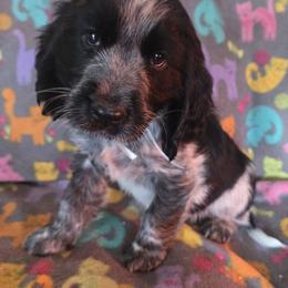Boy 3 - male English Springer Spaniel puppy in Brodhead, Wisconsin from Pinwheel Acres