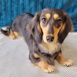 Toffee - Dachshund