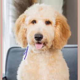 Stacy - Red  female Goldendoodle puppy in Connersville, Indiana from Deaz Doodle Ranch