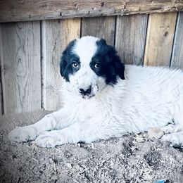 DJ (Dillon JR) - White male Colorado Mountain Dog puppy in Del Norte, Colorado from FAFO Ranch