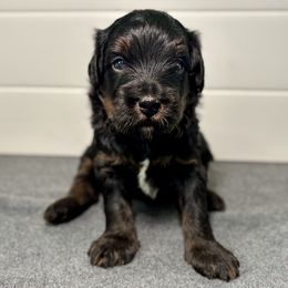 Thanos - Tri-color male Bernedoodle puppy in Munster, Indiana from Miranda’s Sunshine Poodles and Doodles