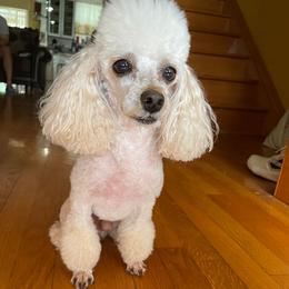 Poodles from Esfir's Miniature Poodles