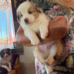 Ambrose - Yellow male Miniature Australian Shepherd puppy in Taylor, Arizona from Holy Ghost Ranch, Inc