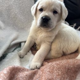 Boy 2 - Yellow male Labrador Retriever puppy in Isanti, Minnesota from Four Corners Family Labs