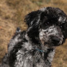 Benelli - Goldendoodle