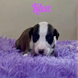 Girl 6 - Black brindle female Whippet puppy in Brooksville, Florida from Phasion Whippets Kimberly & Paul Norton Sr.