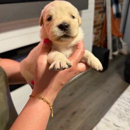 Blossom (Hot Pink) - Light golden female Golden Retriever puppy in Jacksonville, Florida from River City Golden Retrievers