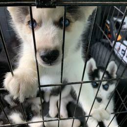 Siberian Husky Puppies from Myths and Legends Siberian Huskies