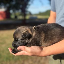 White - Sable female German Shepherd puppy in Louisburg, North Carolina from C6 Ranch & Shepherds