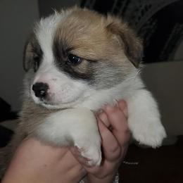 Pembroke Welsh Corgi Puppies from Cynnor's Corgis