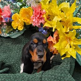 Humble - Black brown and white male Basset Hound puppy in Big Rapids, Michigan from Basket Hound Bassets