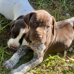 German Shorthaired Pointer Puppies from Copper Ridge Stables