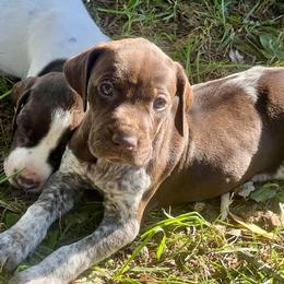 German Shorthaired Pointer Puppies from Copper Ridge Stables