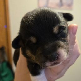 Boy 3 - Black and tan male Pembroke Welsh Corgi puppy in Necedah, Wisconsin from The 6Ks Paws and Hobbies