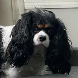 Beauty - Tri-color female Cavalier King Charles Spaniel puppy in Meredith, New Hampshire from Meant To Be Cavalier King Charles Spaniels