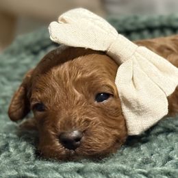 Candy Cane - Red female Cavapoo puppy in Pleasant Hill, Iowa from Harvest Creek