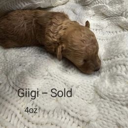 Poodle Puppies from Tiny Toy Poodles