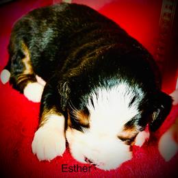Esther - Black rust and white female Bernese Mountain Dog puppy in Strasburg, Ohio from Lois Allison